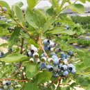 삼죽농장 이미지