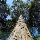 The heartwood 이미지