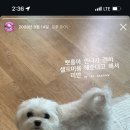 라움펫 이미지
