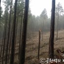 태청산 편백나무숲 트레킹길 이미지