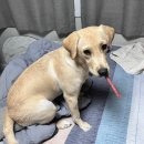 빠짐 | 리트리버샴푸 하이포닉 리트리버저자극샴푸 털 빠짐 줄어든 후기