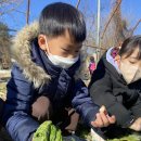 🥬은솔반의 배추와 무 수확🥬 이미지