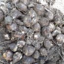 뿌리민박 이미지