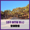 소나무 전경 | [경주 동천동 명소] 탈해왕릉 - #직접체험 석탈해왕 왕릉 소나무숲 경주 명소 여행지 솔직 리뷰 후기
