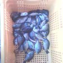 명지낚시터 이미지