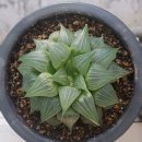 오늘은 꽃단장 이미지