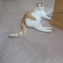 미카 이미지