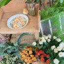 깜식당 | ㅣ부산ㅣ온천천 애견동반 카페 “꼼시꼼사” + 그냥 지나치면 후회하는 마스코트 깜식이