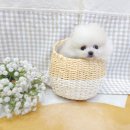 펫앤펫 인천점 강아지분양의 모든것 이미지
