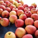 금마농장 이미지