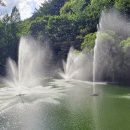 이팝나무길 이미지