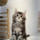 미오미오 고양이분양 이미지