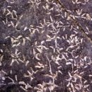 화석 2002 이미지