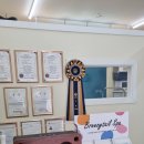 원더풀펫살롱 이미지