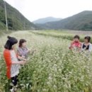 의성 빛고을 생태학습장…지금은 `메밀꽃 필 무렵` 이미지