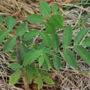 이안농장 이미지