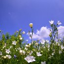 파란행정사 이미지