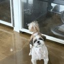 포멀독 반려견센터 이미지