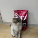 밥이보약 | 2년째 먹이는 고양이 사료 ‘밥이 보약 노 스트레스’ 후기