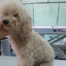 그루밍 캐나다 이미지