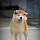 엔토 이미지