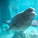 롯데월드아쿠아리움 이미지