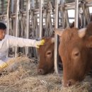 창녕한우 이미지