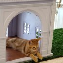 명품고양이카페 이미지