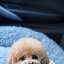 하이댕댕 이미지