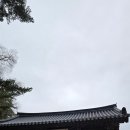 천년숲서로(서) | 오대산 월정사·상원사 전나무숲길부터 천년 사찰까지, 하루로 꽉 채운 힐링 여행