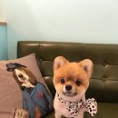 그루밍폼폼 이미지