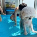 8월의 강아지 이미지