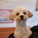 오구오구살롱 이미지