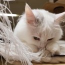 초이다방 이미지