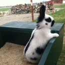 애완용 토끼 - 체커드 자이언트 (Checkered Giant Rabbit) 이미지