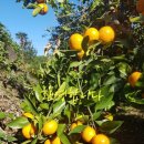 제주민박프리타타 이미지