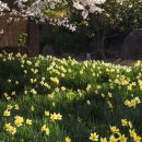 노란거북이 이미지