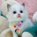 냥이친구 이미지