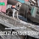 한국특수탐지견센터 이미지