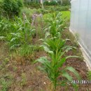 갯벌농장 이미지