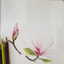 연필스케치와 꽃그림 이미지
