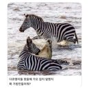동물의 왕국 이미지