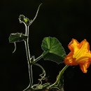 호박꽃 - 제주시 동광로6길 1 | 호박꽃