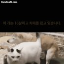 치매 걸린 강아지를 돌보는 고양이 이미지