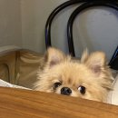 올리브 앤 오렌지 이미지