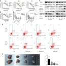 Re:Re:암세포의 포도당수용체를 차단하는 제니스테인(이소플라본, 콩) - nature논문 이미지