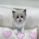 랙돌분양 랙돌입양 랙돌무료분양 랙돌책임분양 랙돌고양이분양 인천랙돌분양 인천고양이분양 이미지