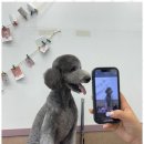 더펫살롱 이미지