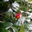 동백한우농장 이미지