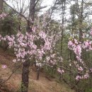 효평동 소공원 Daum카페